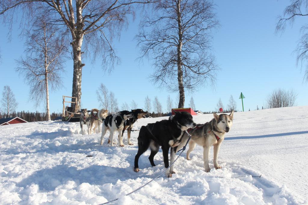 Nordic Lapland Frevisoren Båtskärsnäs Exterior foto